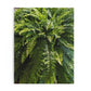 Fern Fronds Jigsaw Puzzle — Lush Green Botanical 120/252/500-Piece Puzzle