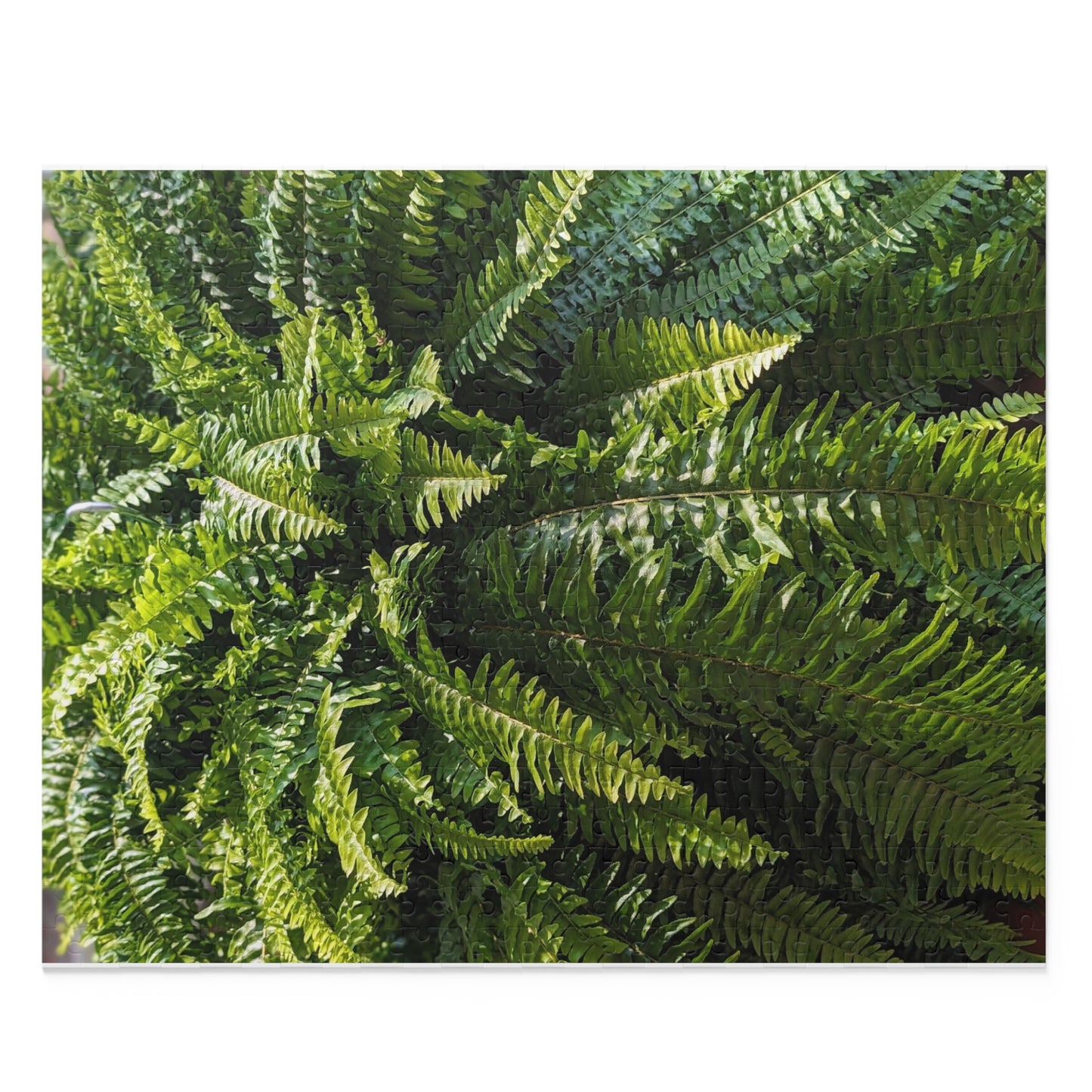 Fern Fronds Jigsaw Puzzle — Lush Green Botanical 120/252/500-Piece Puzzle